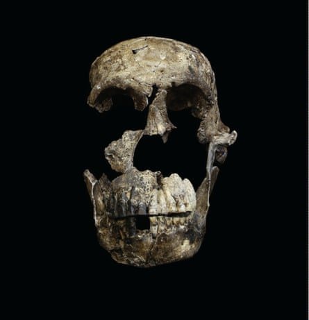 The “Neo” skull, a nearly complete adult Homo naledi skull found in the Lesedi Chamber.