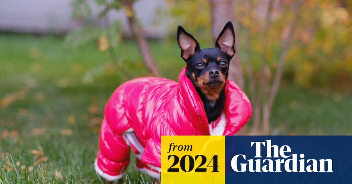 Do Dogs Need Coats in the Winter: Essential Guide