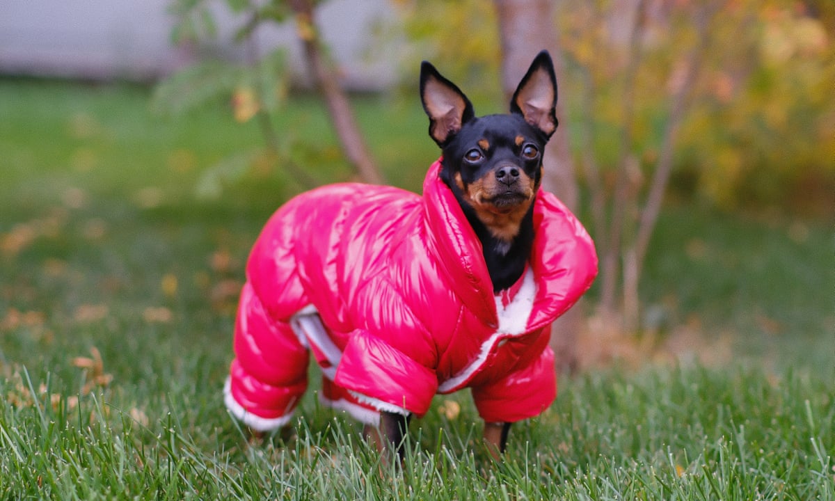 Hot to trot: does your dog really need a jacket in the Australian winter? | Dogs | The Guardian Hot to trot: does your dog really need a jacket in the Australian winter? | Dogs | The Guardian