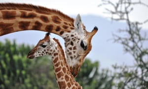 Uma girafa de Rothschild cuida de seu bebê na Soysambu Conservancy, na região do Vale do Rift, no Quênia. As girafas são mães atenciosas e as mulheres adultas em um grupo investem na prole uma da outra. As girafas são tão socialmente complexas quanto os elefantes, sugeriu um estudo da Universidade de Bristol nesta semana.