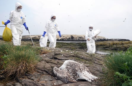 Three rangers in white protective suits approach a dead bird.