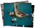 Robot Fashion Models and Freediving With Turtles Featured