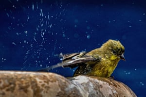 A lesser goldfinch bathes in a garden fountain in Placentia, US