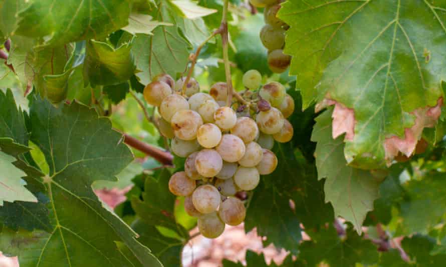Naujas garsaus saldaus chereso vyno Pedro Ximenez vynuogių derlius ant vynmedžio Montilla-Moriles regione.