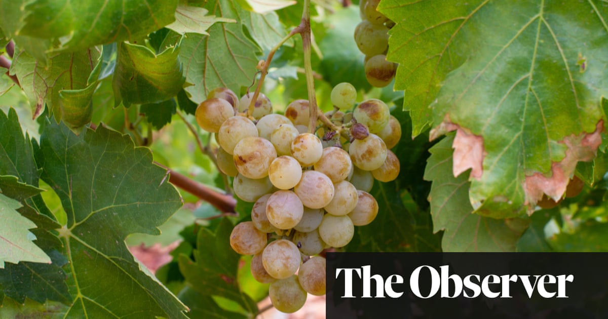 Wines that hit the sweet spot - The Guardian