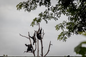 Lwiro, DRCChimpanzees play in the trees at a primate rehabilitation centre, 28 miles from the city of Bukavu in the east of the DRC