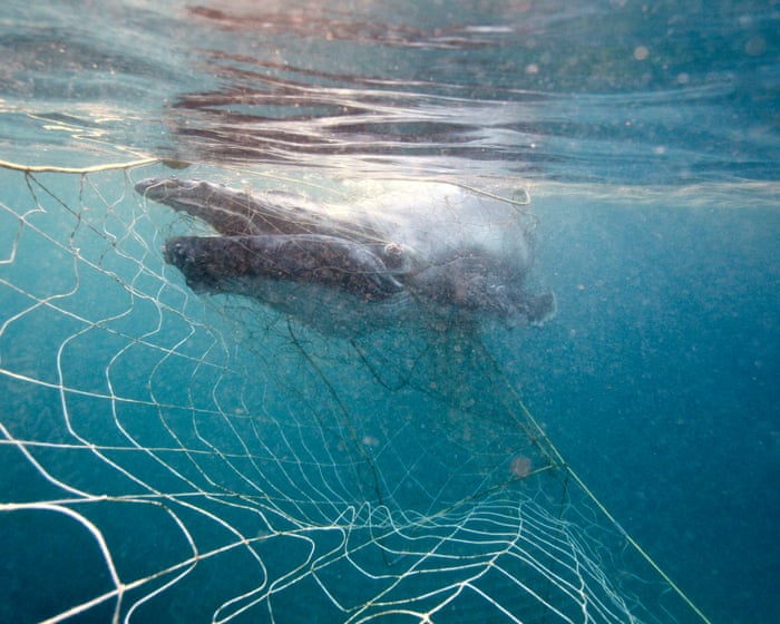 Twelve whales have been tangled in shark nets off Queensland’s coast so far this year. Here’s why