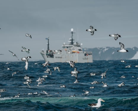 A grey ship can be seen behind birds flying over the sea