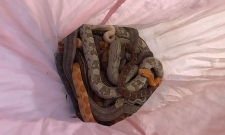 Some of the snakes that were found abandoned in pillowcases in Sunderland.