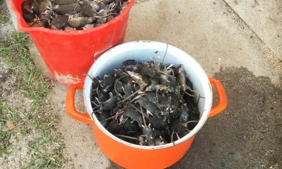 One night's worth of caught mice on Max Sculc's property in Esperance, Western Australia. He's caught more than 2,000 in a few weeks.