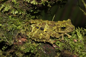 Theloderma khoii, conhecido como sapo musgoso de Khoi, no Vietnã, é uma das quase 400 espécies descobertas na região do Grande Mekong, na Ásia.  Veja mais imagens em nossa galeria