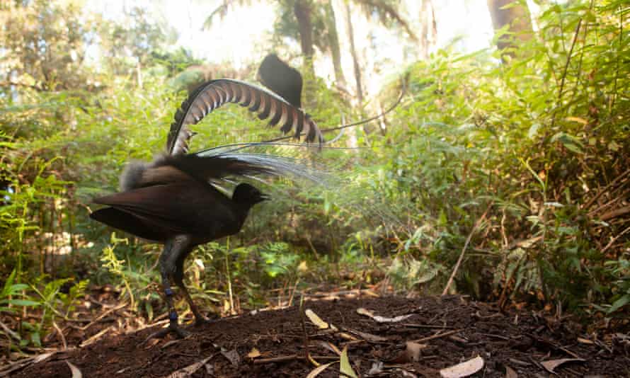 The superb male lyrebird.