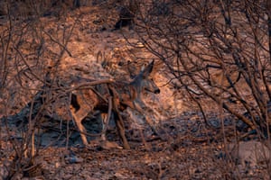 Um veado-mula sobe mancando uma encosta de montanha com queimaduras aparentes após o incêndio Eaton em Altadena, Califórnia, EUA