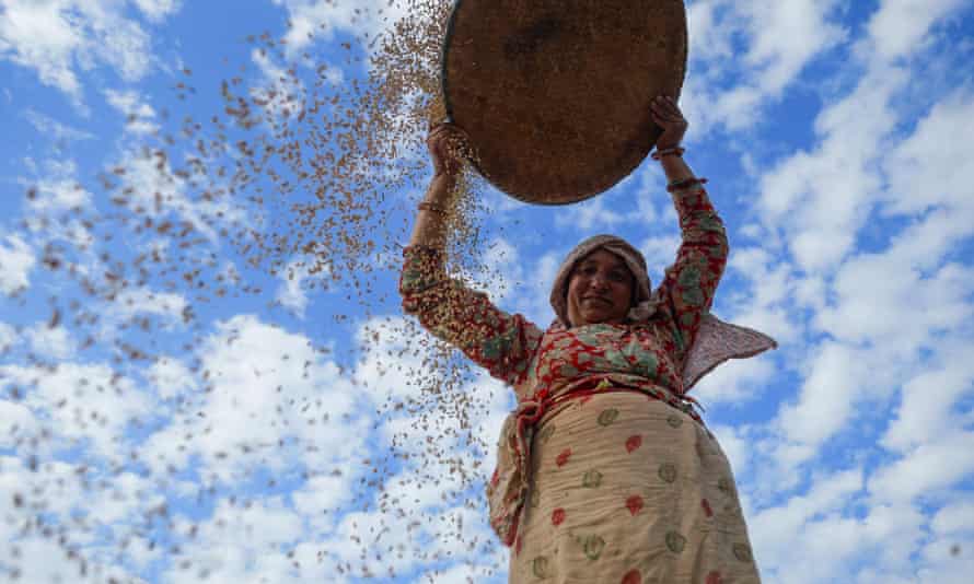 Una mujer esparciendo granos de arroz de una