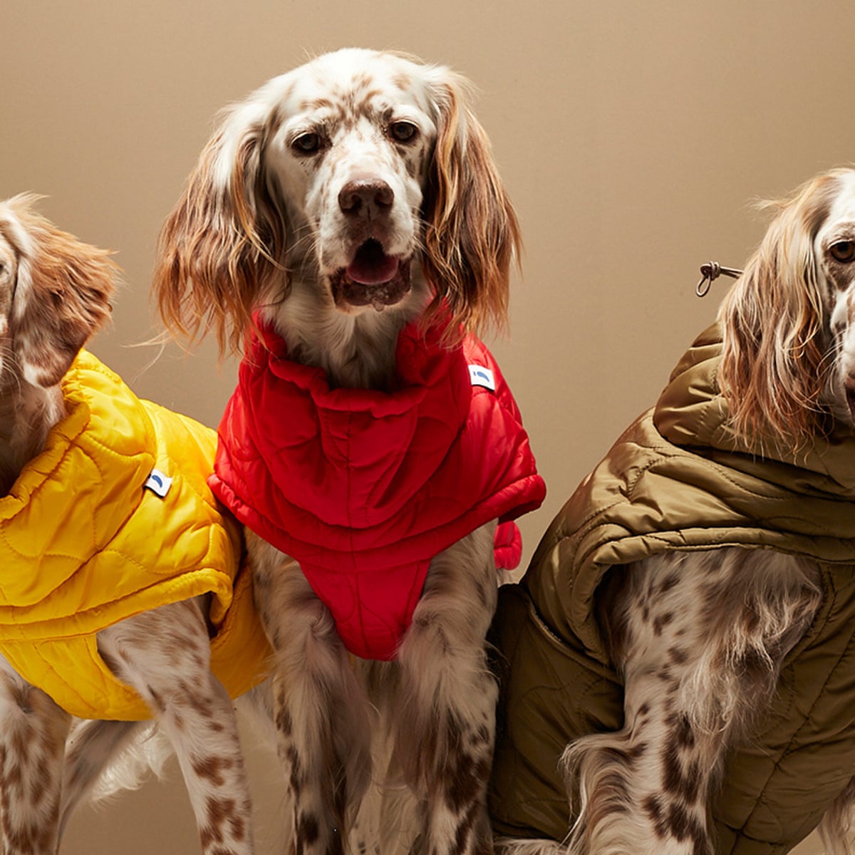 Tail-blazers: fashion houses turn to pet clothing as 'humanisation' trend  grows | Fashion | The Guardian