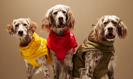 Canine ‘supermodels’