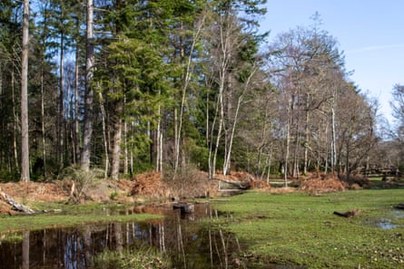 A forest scene, with trees and water.