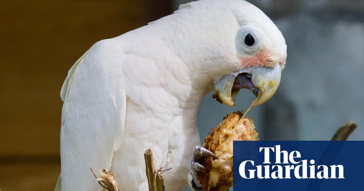 Wild cockatoos observed using tools as ‘cutlery’ to extract seeds from tropical fruit