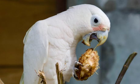 Goffin’s cockatoo using a tool to obtain seeds from sea mangoes