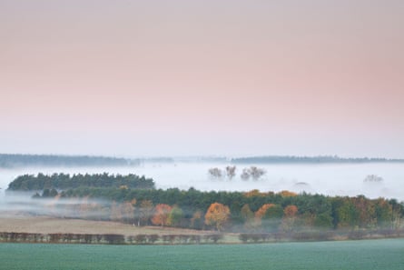 A forest shrouded in mist