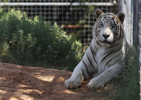 Animals from Tiger King Park will be handed to US government | Tiger King |  The Guardian