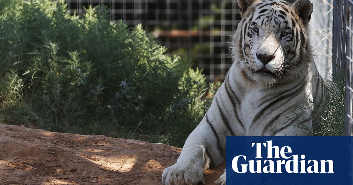 Animals from Tiger King Park will be handed to US government
