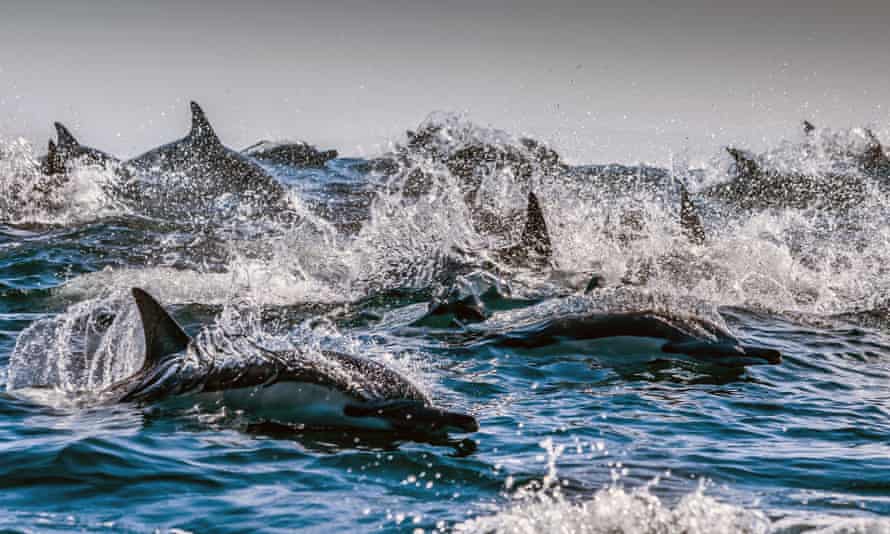 Dolphins off the coast of South Africa.