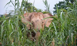 A Borneo pygmy elephant in tall grasses near the Kinabatangan river.