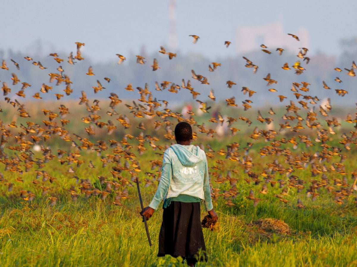 Kenya declares war on millions of birds after they raid crops | Food  security | The Guardian
