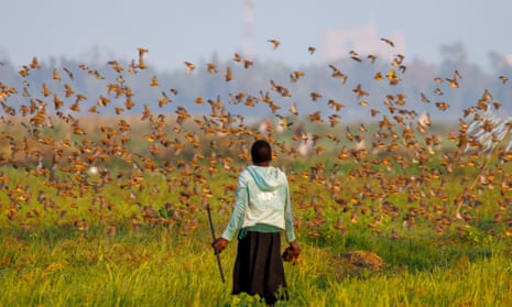 A young girl watches a flock of red-billed quelea in Kisumu, Kenya, this month.