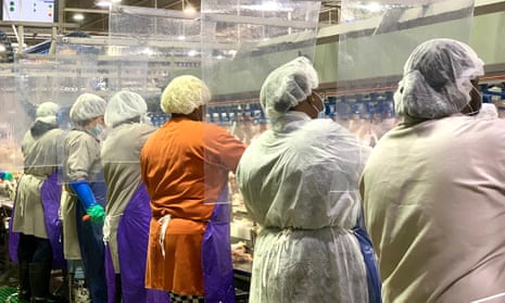 Workers wear protective masks and stand between plastic dividers as they process meat.