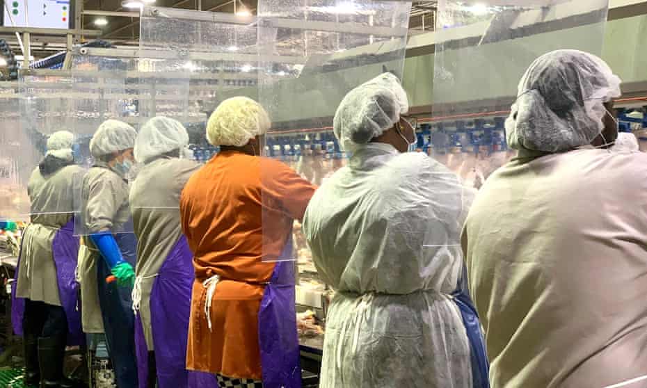 Trump officials and meat industry blocked life-saving Covid controls, investigation finds – The Guardian Trump officials and meat industry blocked life-saving Covid controls, investigation finds – The Guardian