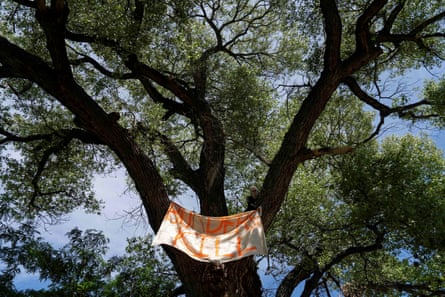 A person in a large tree with a banner hanging down