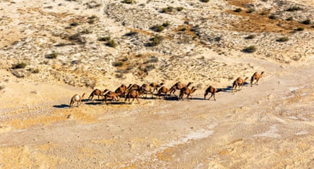 Wild camels tread by the lake’s shores.