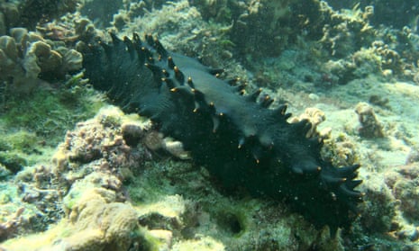 A sea cucumber in a marine protected area in Lakshadweep.
