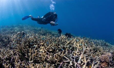 A diver surveys a healthy coral reef in Sulawesi, Indonesia.