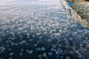 Jellyfish swarm the waters of the Black Sea around Odesa port, Ukraine