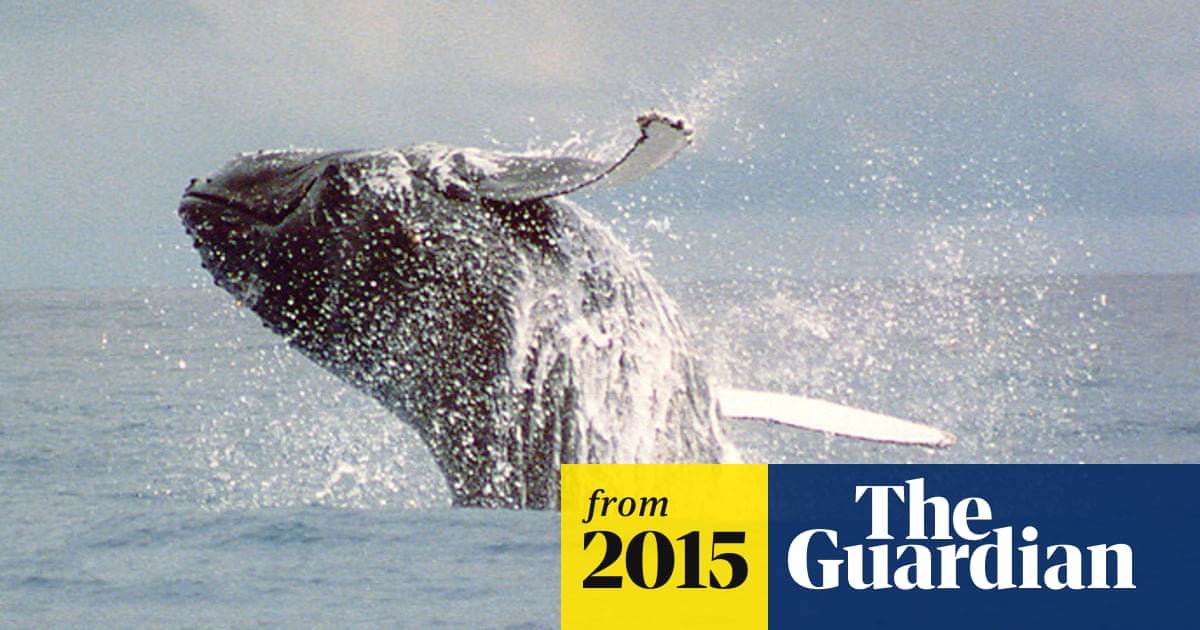 Swimming With Humpback Whales To Be Trialled At Wa S Ningaloo