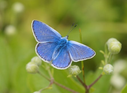 A common blue butterfly.
