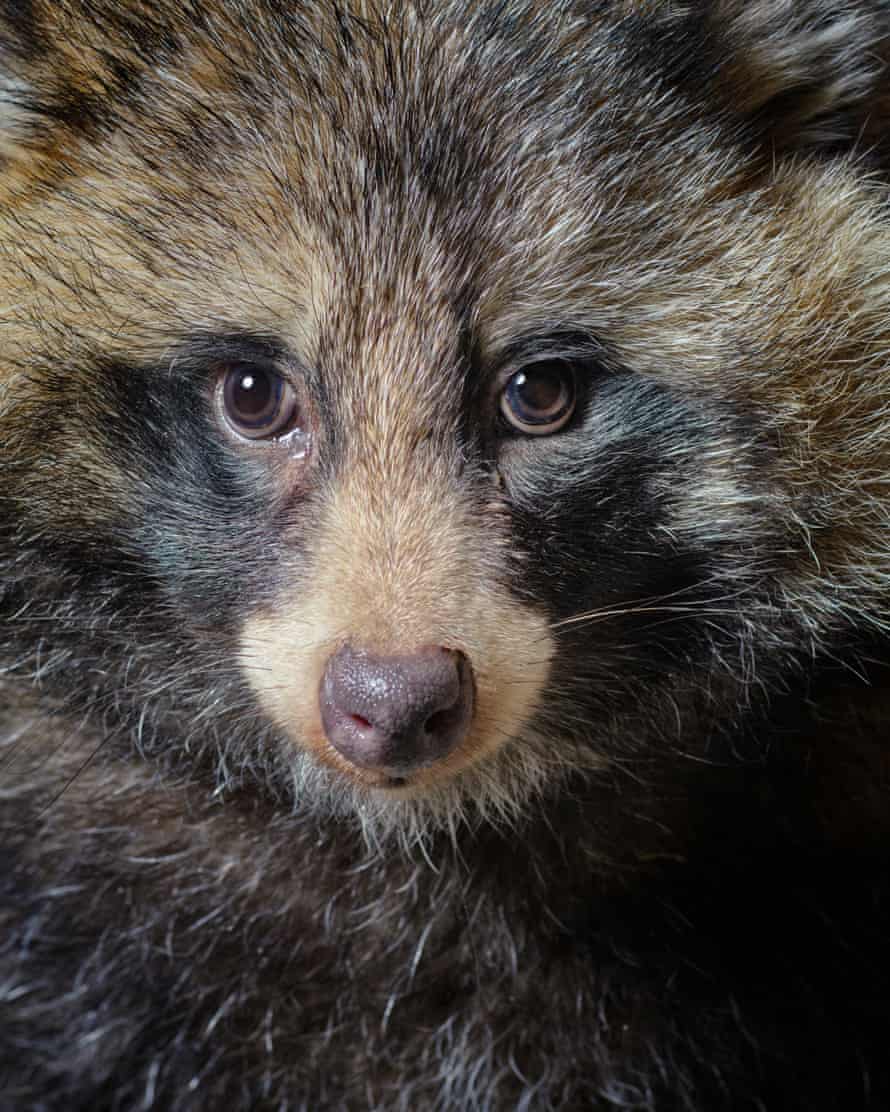  raccoon dogs were kept arsenic  pets successful  the UK until 2019 erstwhile   they were added to the invasive taxon  list.