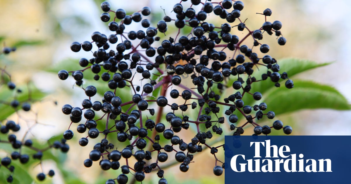 Andy Hamilton S Elderberry Liqueur Life And Style The Guardian