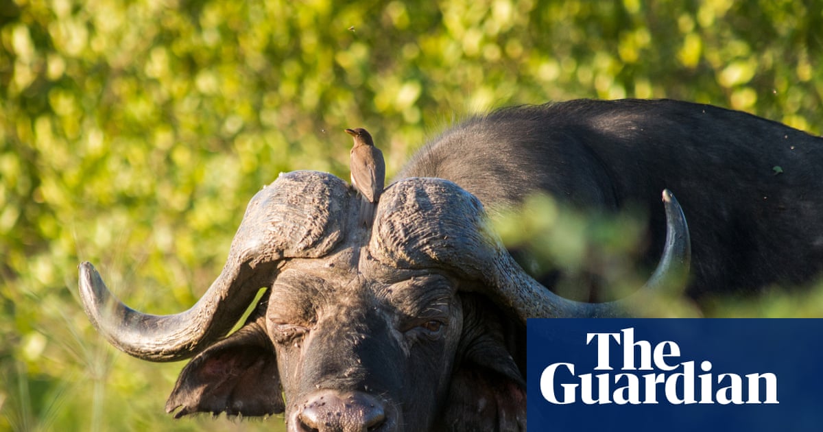 US hunter reportedly killed by buffalo during expedition in South Africa