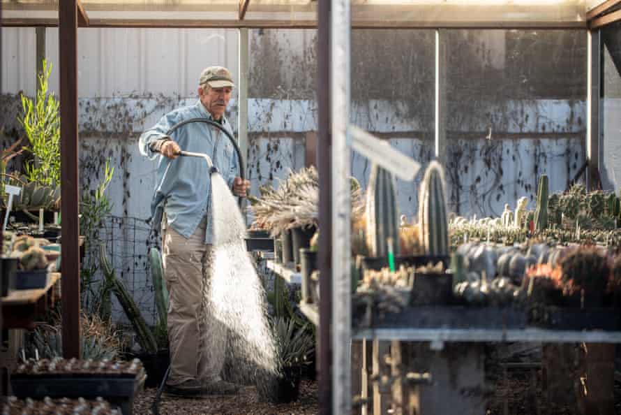 Gene Joseph, owner of the nursery ‘Plants for the Southwest’ in Tucson turns on his hose to water his Ariocarpus plants among other succulents in one of his greenhouses.