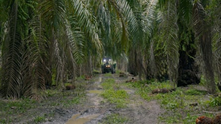 A tractor drives along a muddy path through an Amazon palm oil plantation
