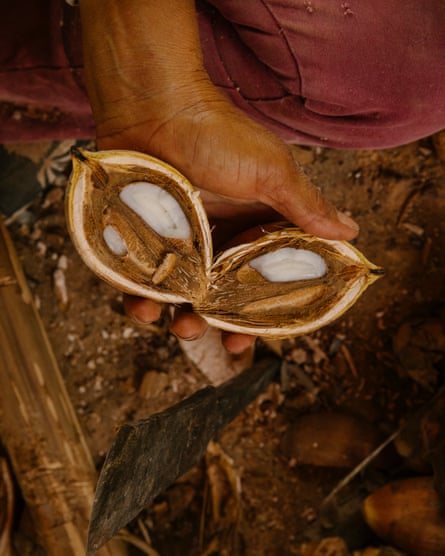 The inside of the Babaçu coconut.