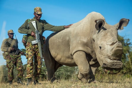 A northern white rhinoceros protected by armed guards in Kenya’s Ol Pejeta Conservancy.