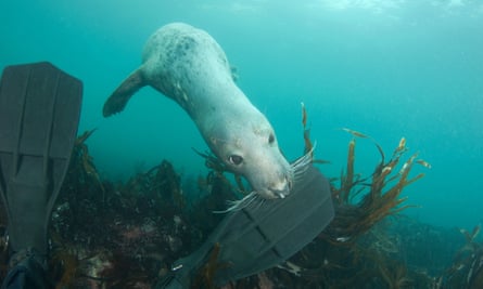 A grey seal nibbles a diver’s flippers.
