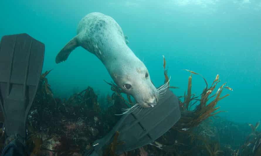 A gray seal nibbles a diver's flippers.