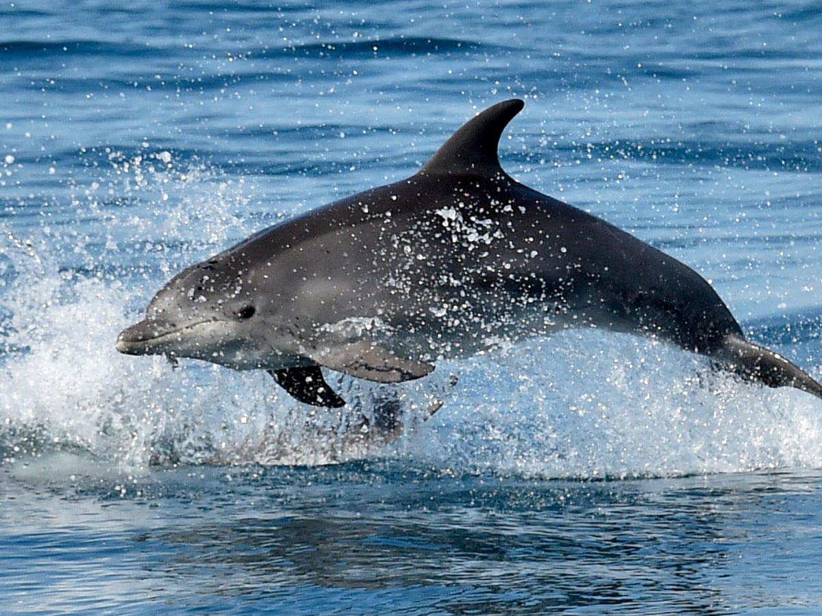 Russia deploys trained dolphins at Black Sea naval base, satellite images show | Russia | The Guardian