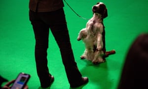 A Welsh springer spaniel dog on a lead sitting on its hind quarters on command at Crufts 2020.